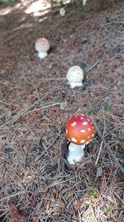foto di Funghi